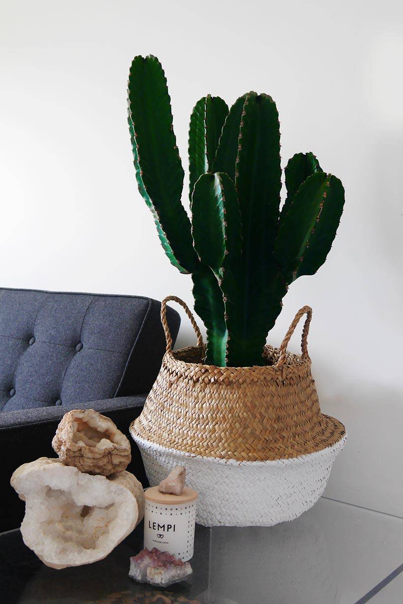 Going Green | House Plants for a Family Home
